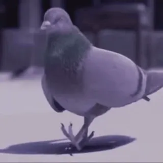 🐦 새, 비둘기, 동물, 야생 동물, 도시, 거리 telegram sticker