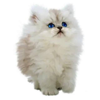 🙄 kucing, anak kucing, kucing putih, kucing berbulu, kucing persia, mata biru, binatang, hewan peliharaan telegram sticker