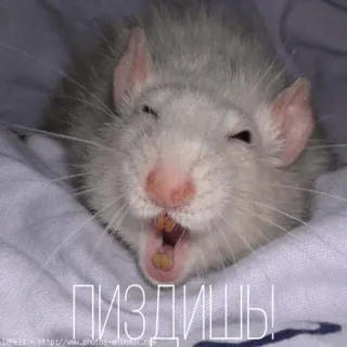 👿 ПИЗДИШЬ! rat, animal, mème, russe, offensant telegram sticker