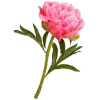 🌸