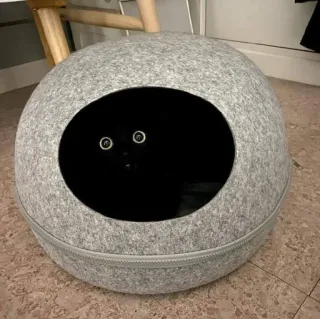 🍑 cat, pet, feline, animal, cat house, black cat telegram sticker