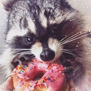🍩 mapache, dona, animal, lindo, dulce, rosa telegram sticker