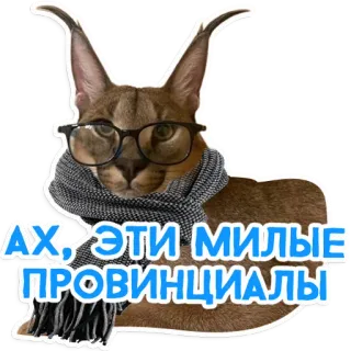 😸 АХ, ЭТИ МИЛЫЕ ПРОВИНЦИАЛЫ kot, szalik, okulary, słodki, karakal, floppa telegram sticker