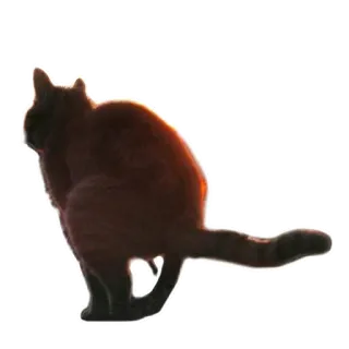 💩 chat, animal, silhouette, chat domestique, orange, assis telegram sticker