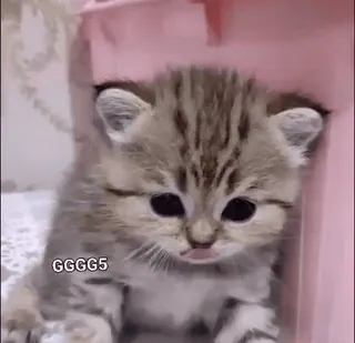 🥺 GGGGG5 gattino, gatto, carino, animale telegram sticker