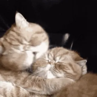 😽 chat, chaton, mignon, animal de compagnie, animal, amour, affection telegram sticker