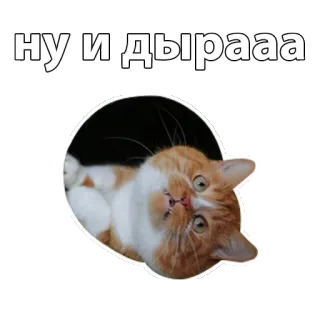 😮 ну и дырааа cat, animal, pet, russian, funny, hole whatsapp sticker