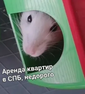 🏘️ Аренда квартир в СПб, недорого rata, casa, mascota, alquiler, apartamento, barato whatsapp sticker