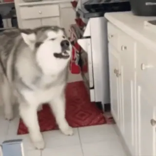 ๐ญ dog, husky, pet, animal, domestic, home telegram sticker