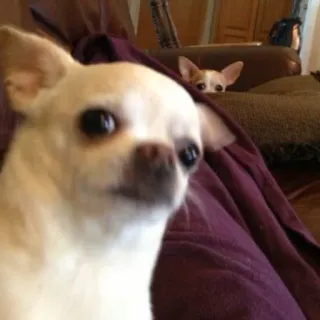 😦 chihuahua, hund, tier, haustier, kleiner hund, süß whatsapp sticker