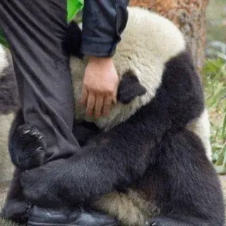 🙏 panda, animal, cute, hug, nature telegram sticker
