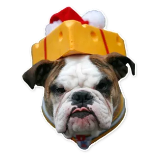 🎉 anjing, bulldog, binatang, hewan peliharaan, natal, kepala keju, topi whatsapp sticker