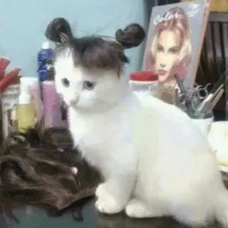 🐱 Color gatto, gattino, parrucca, capelli, divertente, animale domestico telegram sticker