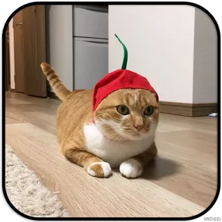 🍒 chat, animal de compagnie, animal, chapeau, chapeau rouge, chat roux, mignon, animal domestique whatsapp sticker