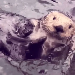 👏 Otter, Seeotter, Tier, Säugetier, Wasser, süß telegram sticker