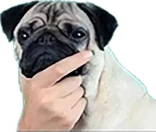 🤔 pug, dog, thinking, meme, funny, animal telegram sticker