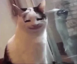 🙂 cat, funny, meme, animal telegram sticker