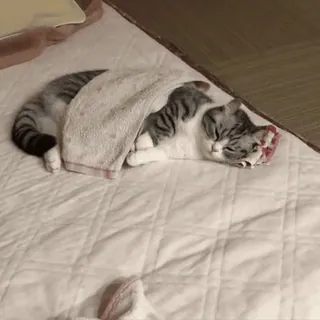 🌟 cat, sleeping, towel, animal, domestic cat telegram sticker