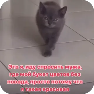 🫥 Это я, иду спросить мужа, где мой букет цветов без повода, просто потому что я такая красивая telegram sticker