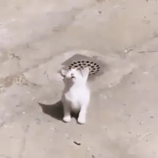 💤 cat, drain, animal, kitten, pet, white cat, cute whatsapp sticker
