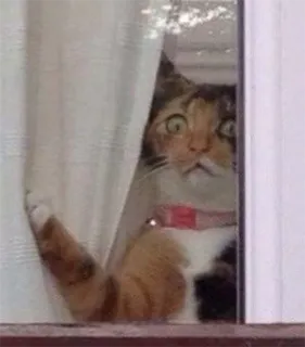 😨 cat, window, looking, curious, animal telegram sticker