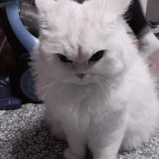 🍡 猫, 白猫, 生气的猫, 宠物, 动物, 猫科动物 telegram sticker