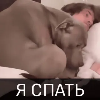 😴 Я СПАТЬ cane, dormire, letto, umano, stanco, pisolino telegram sticker