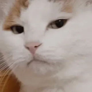 😺 gato, mascota, animal, animal doméstico, mamífero, felino whatsapp sticker