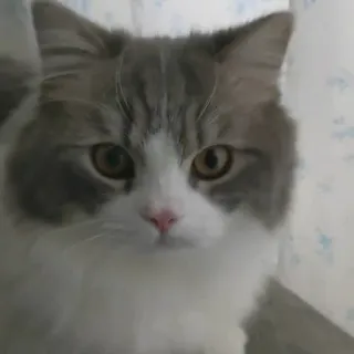 🦄 gato, mascota, animal, gato doméstico, mamífero, gris y blanco, esponjoso, animal doméstico telegram sticker
