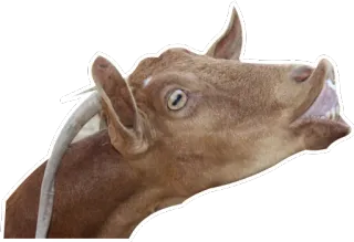 😜 goat, animal, funny, meme, teeth telegram sticker
