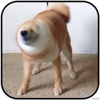 🌪 dog, animal, shiba inu, pet, mammal telegram sticker