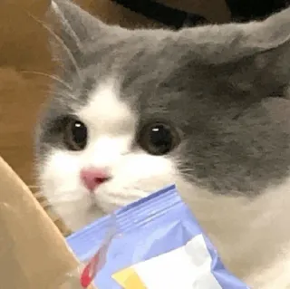 🌿 mèo, động vật, thú cưng, dễ thương, mèo con, đồ ăn vặt, thức ăn telegram sticker