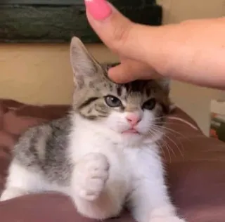 🥺 gato, gatinho, animal, animal de estimação, animal doméstico telegram sticker