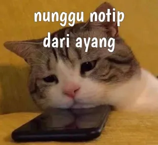 😿 nunggu notip dari ayang кот, ожидание, телефон, уведомление, милый, питомец, животное whatsapp sticker
