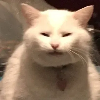 ☺️ cat, white cat, animal, meme, funny, pet telegram sticker