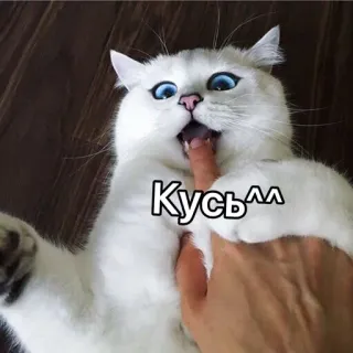 😻 Кусь^^ 猫, 噛む, かわいい, 動物, ペット, 子猫 telegram sticker