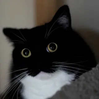 😳 cat, black and white, animal, pet, cute, feline whatsapp sticker