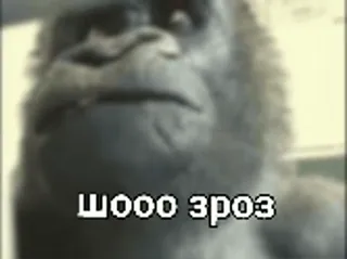 😧 шооо эроз Gorila, Macaco, Animal, Meme telegram sticker