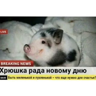 🐱 Хрюшка рада новому дню. Быть миленькой и пухленькой - что еще нужно для счастья? telegram sticker