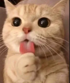 😺 gato, lambendo, fofo, animal, animal de estimação whatsapp sticker