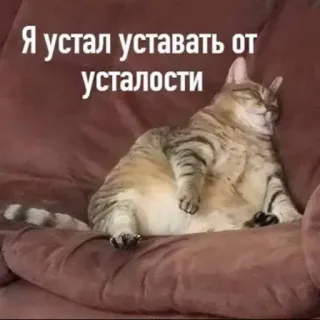 😓 Я устал уставать от усталости kot, zmęczony, sen, kanapa, wyczerpany whatsapp sticker