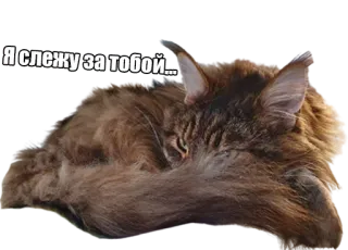 👀 Я слежу за тобой... кот, русский, спит, наблюдение, мем telegram sticker