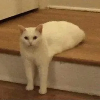 😠 猫, 白猫, 動物, ペット, かわいい, 飼い猫 telegram sticker