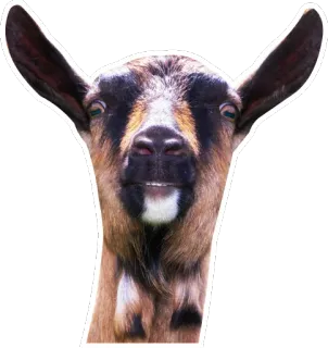😵 goat, animal, mammal, farm, domestic telegram sticker