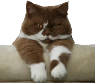 😊 cat, animal, cute, pet, feline, brown, white telegram sticker