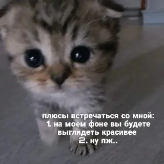 🥺 плюсы встречаться со мной:
1. на моем фоне вы будете
выглядеть красивее
2. ну пж.. แมว, ลูกแมว, น่ารัก, รัสเซีย, มีม, ข้อความ telegram sticker