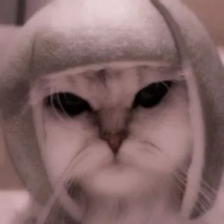 🐈 кот, животное, питомец, капюшон, милый, смешной telegram sticker