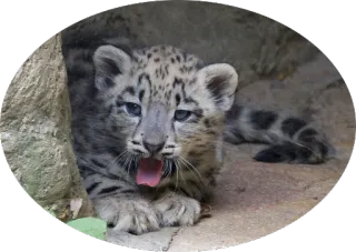 🐯 снежный барс, детеныш, животное, милый, дикая природа telegram sticker