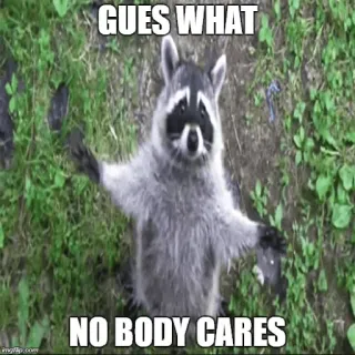 🚶 GUESS WHAT
NO BODY CARES mapache, animal, meme, gracioso, sarcástico, a nadie le importa whatsapp sticker