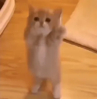 🥺 cat, kitten, standing, cute, animal, pet, funny whatsapp sticker